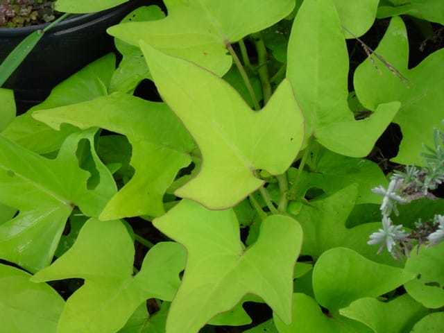 http://www.nathankramer.com/garden/plants/Sweet_potato_vine_%27Chartreuse.jpg