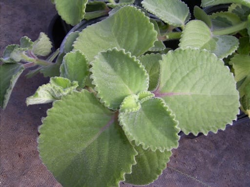 Cuban oregano