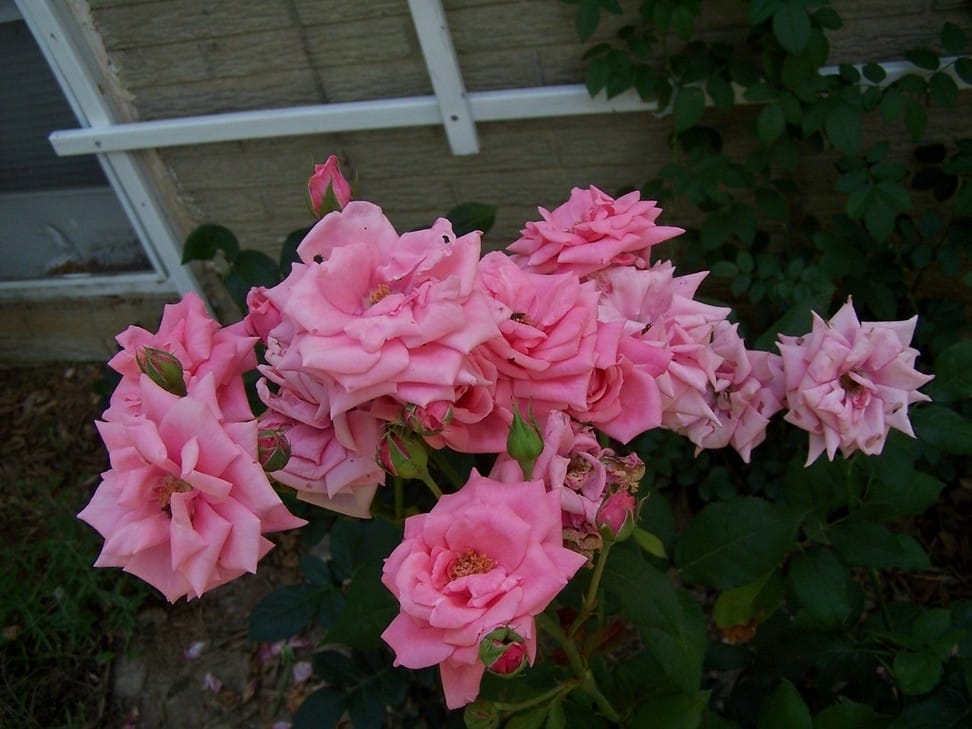 http://www.nathankramer.com/garden/plants/roses/GeneBoerner.jpg