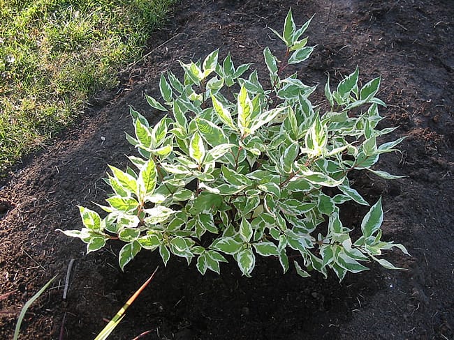 Silver+variegated+dogwood+shrub