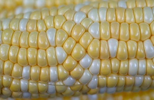 Phyllotactic defect in corn kernels 