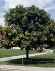 goldenraintree.jpg (82804 bytes)