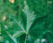 platane_acerifolia_leaf.jpg (8562 bytes)